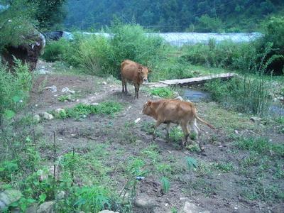黃龍潭自然村——養殖牛