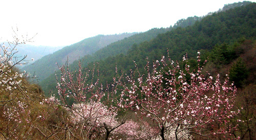 桃花洞口