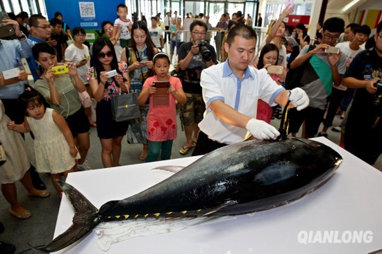 藍鰭鮪魚