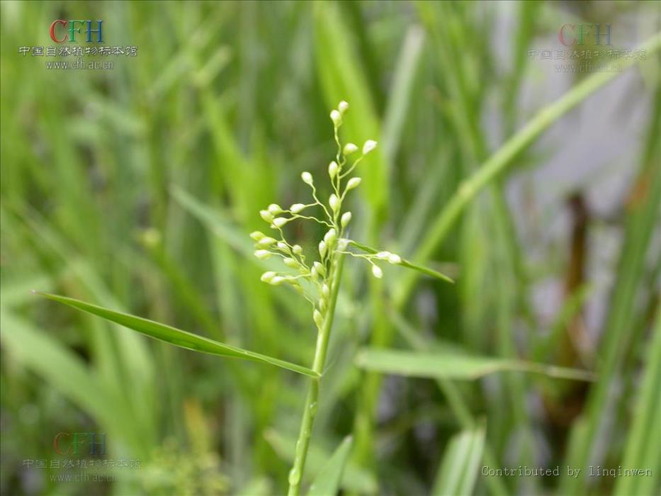 廣西柳葉箬(Isachne guangxiensis)