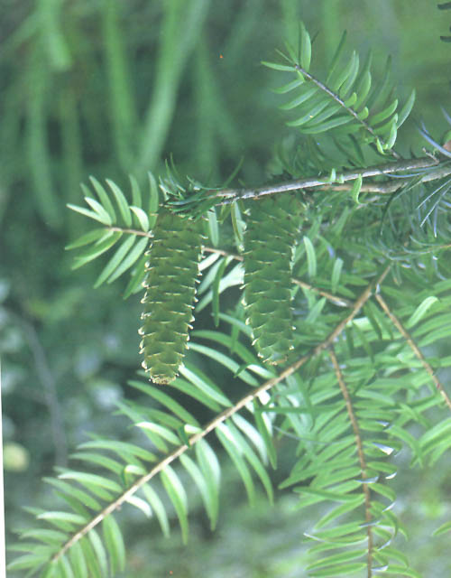 裸子植物門