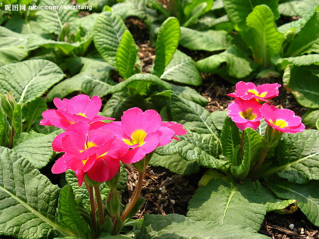 長柱獨花報春