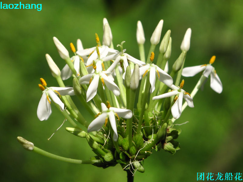 團花龍船花(植物)