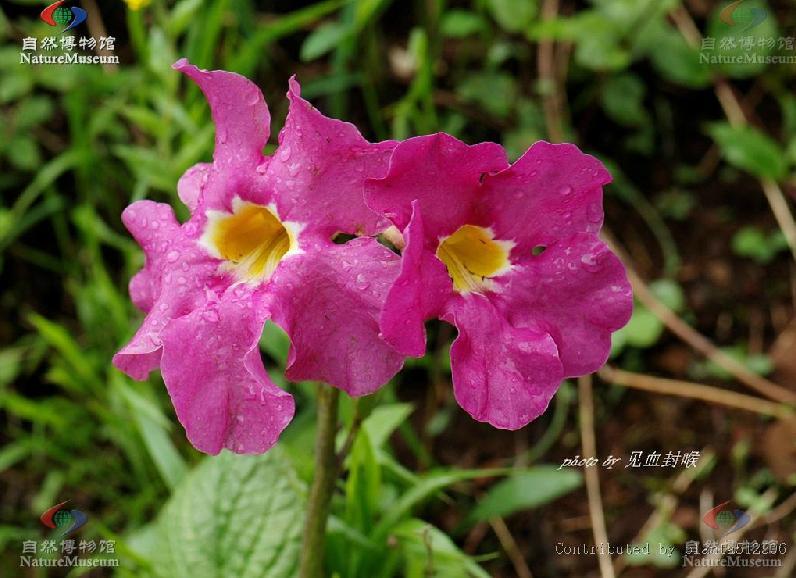 雞肉參(大花角蒿)