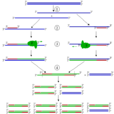 聚合酶鏈式反應(Polymerase Chain Reaction)