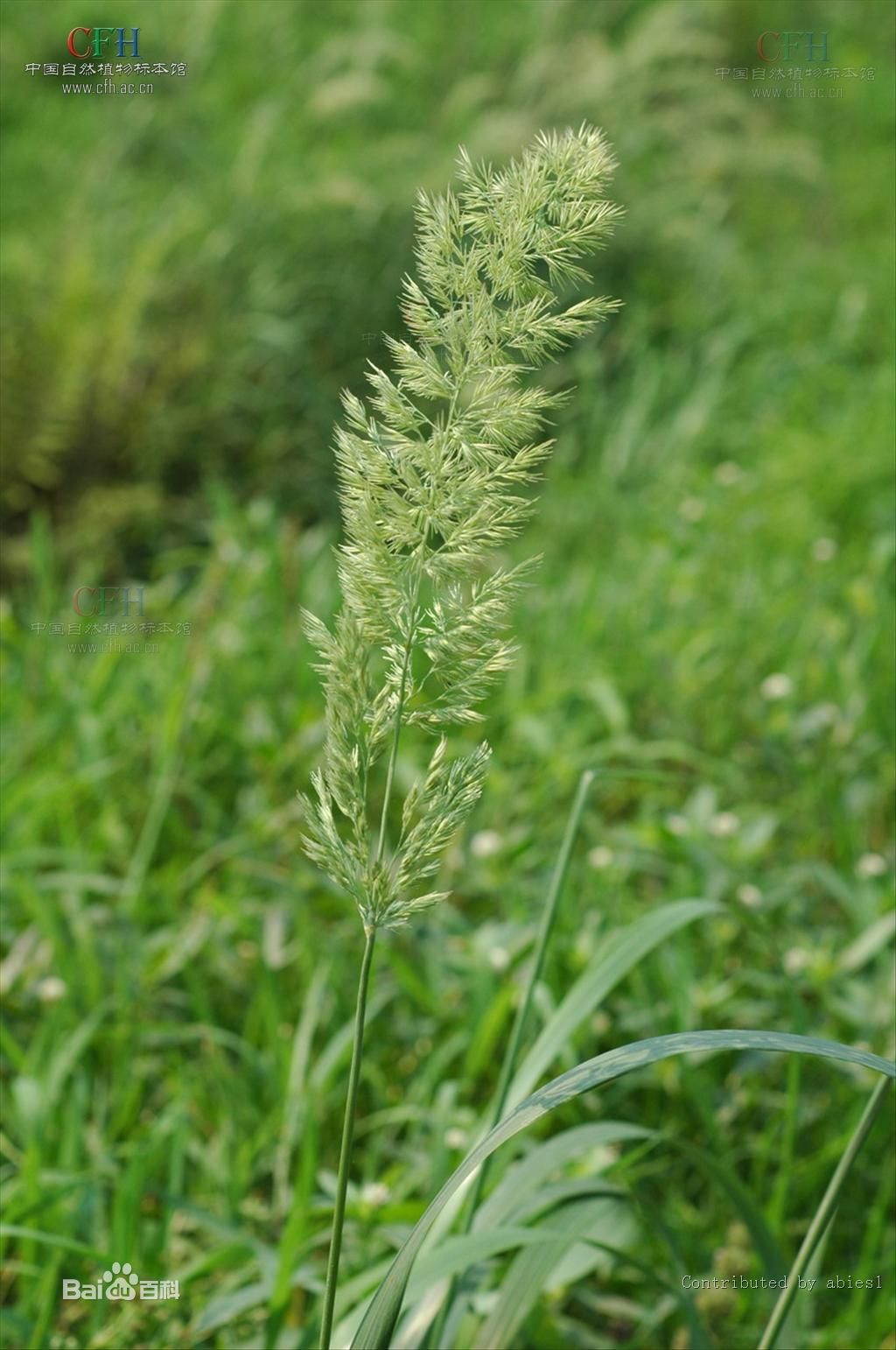 野青茅屬