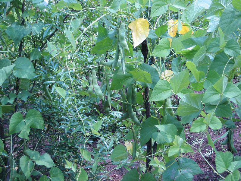 紙房溝社村白芸豆種植業