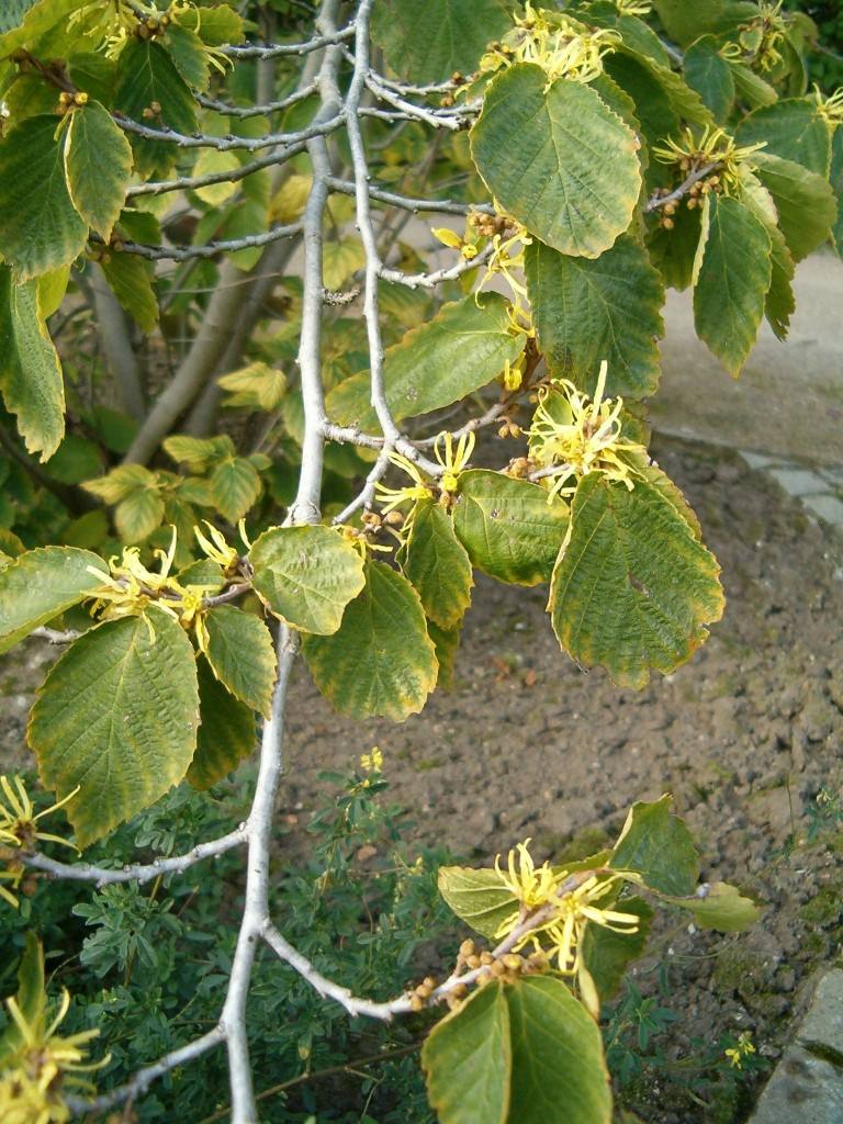 妍詩美柔敏養潤調理液