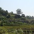 黃草壩自然村(雲南省墨江哈尼族自治縣聯珠鎮黃草壩自然村)