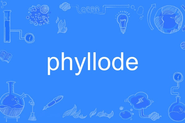 phyllode