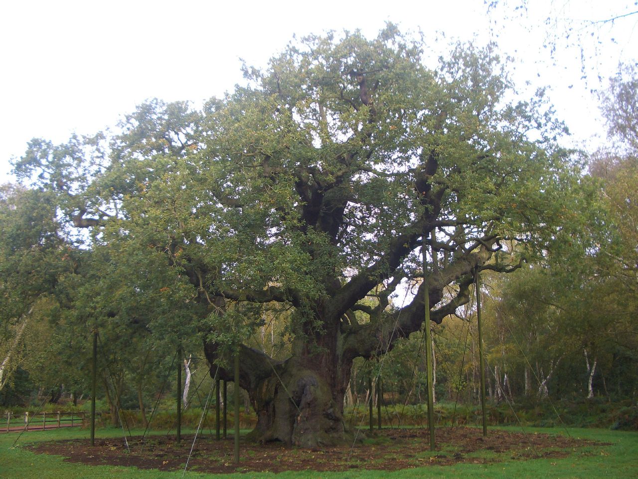 Major Oak（攝於2012年10月）