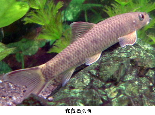 高體墨頭魚