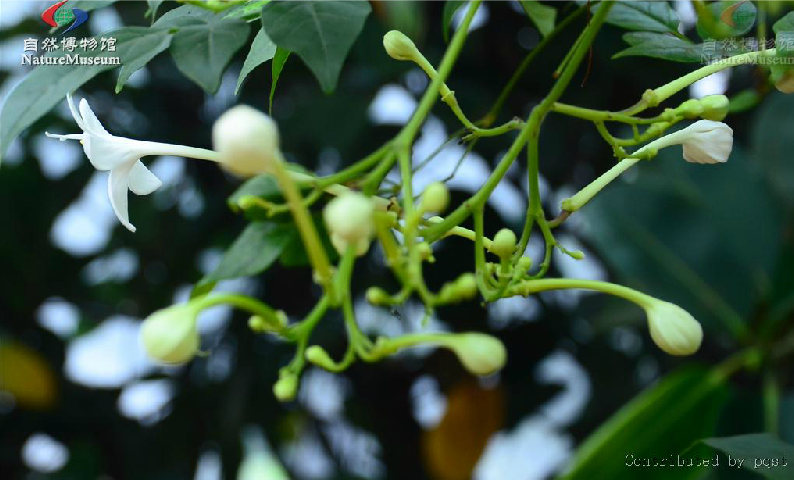 煙筒花(紫薇科植物)