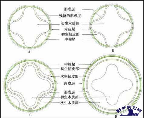 次生分生組織