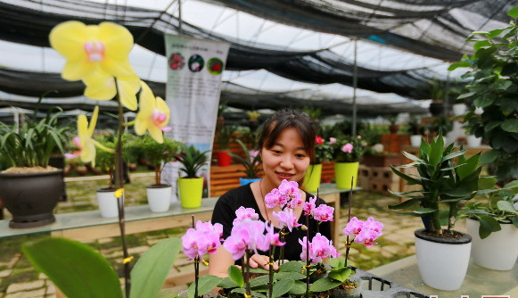 連城蘭花培植技藝