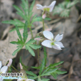 裂葉堇菜(植物)