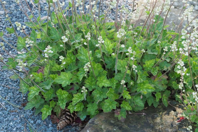 Heuchera \x27Ginger Ale\x27