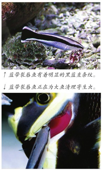 藍帶裂唇魚