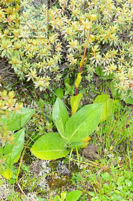 中甸垂頭菊