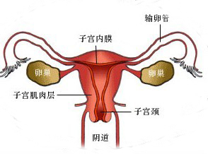 內分泌不孕(內分泌性不孕)