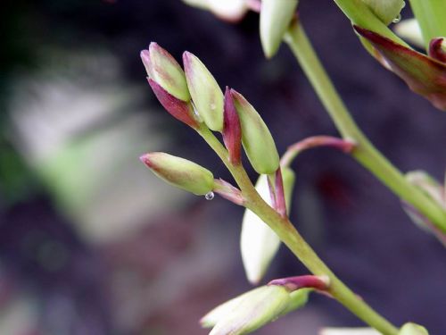 合肥植物園