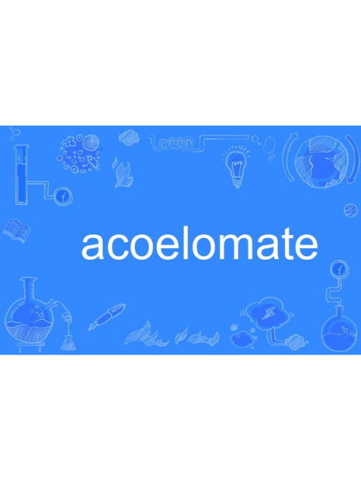 acoelomate