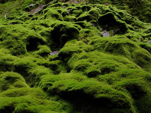 細刺栲