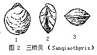 穿孔貝目