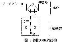 氨醯tRNA的結構