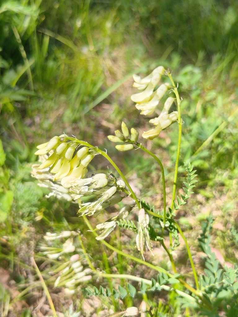 黃芪