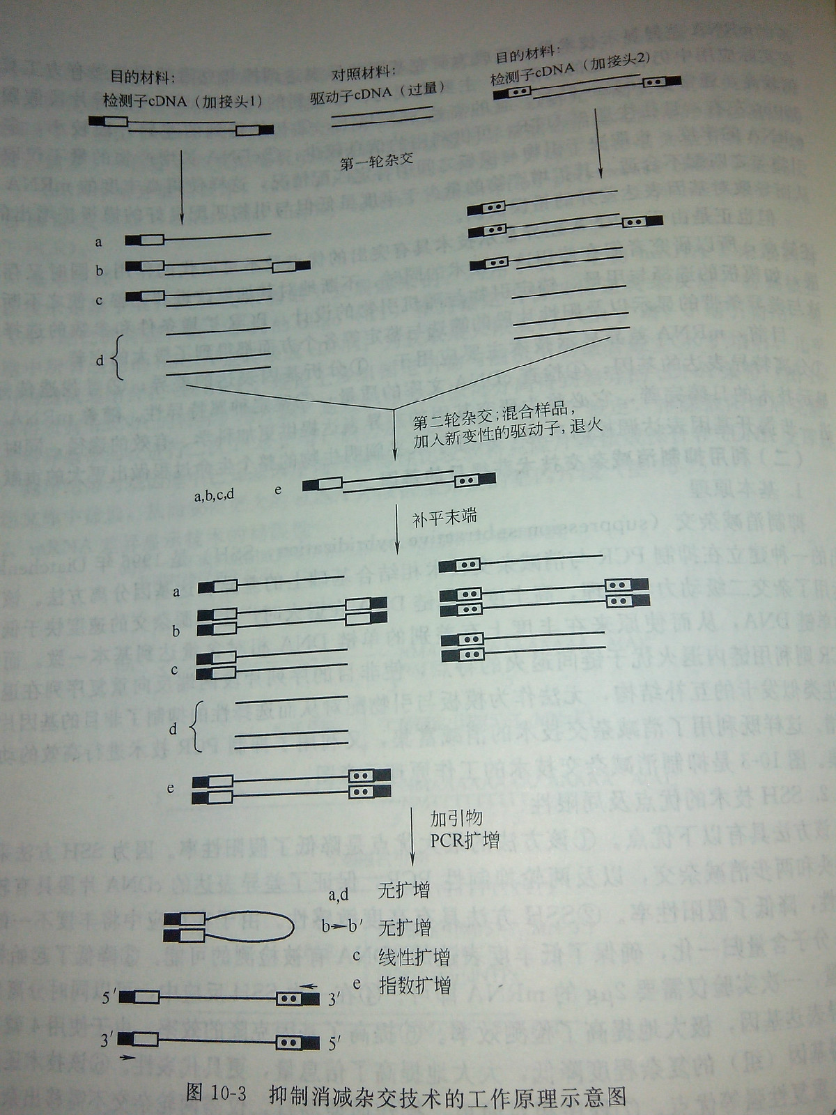 抑制消減雜交技術