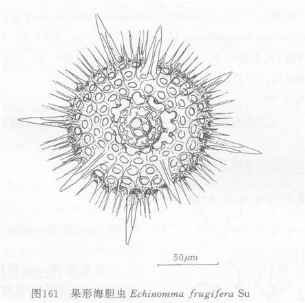 果形海膽蟲