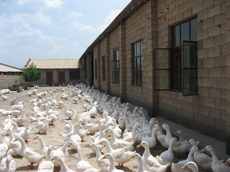 發展養殖