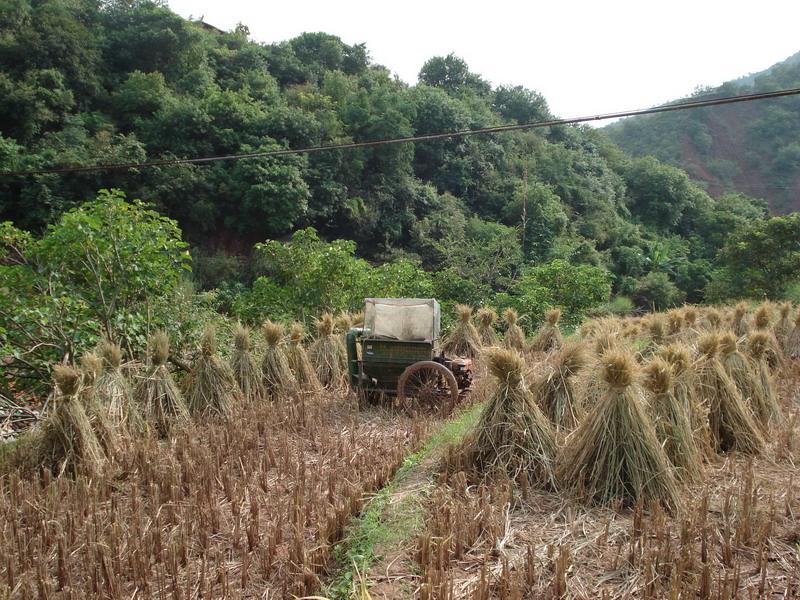 橄欖得村