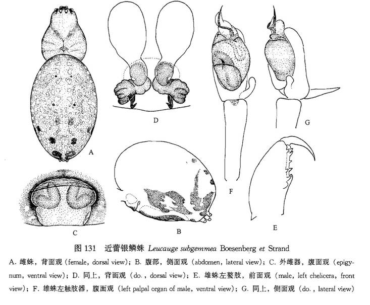 近蕾銀鱗蛛