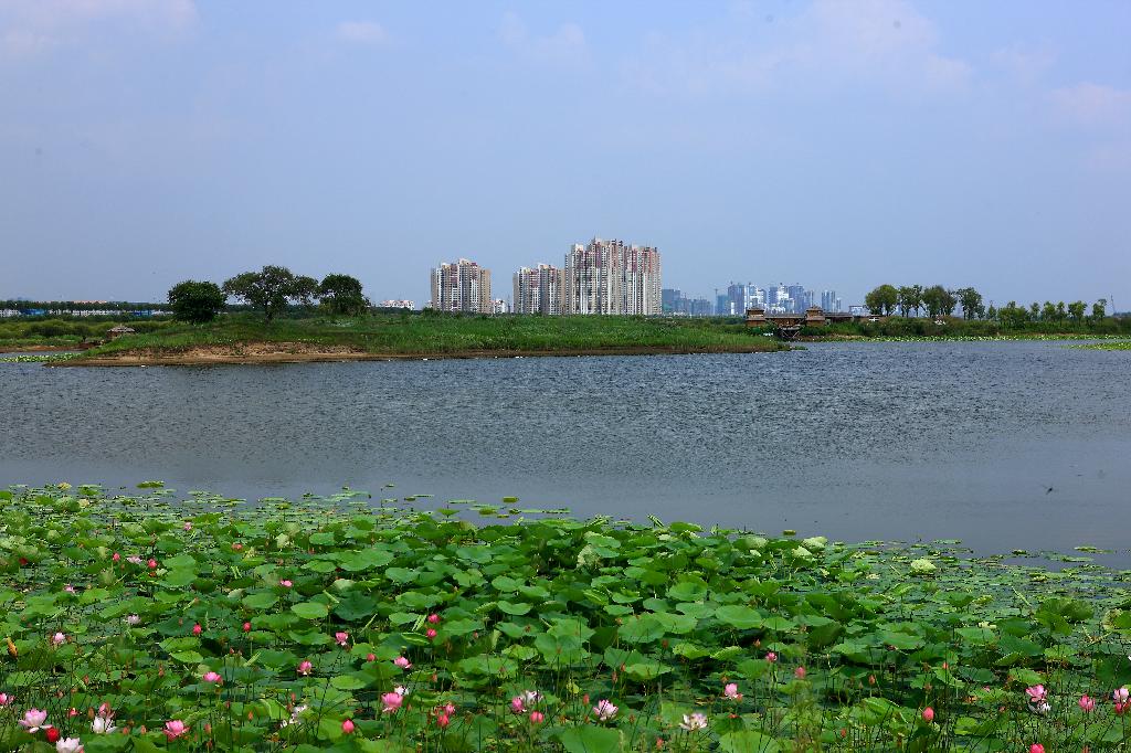 哈爾濱金河灣濕地植物園