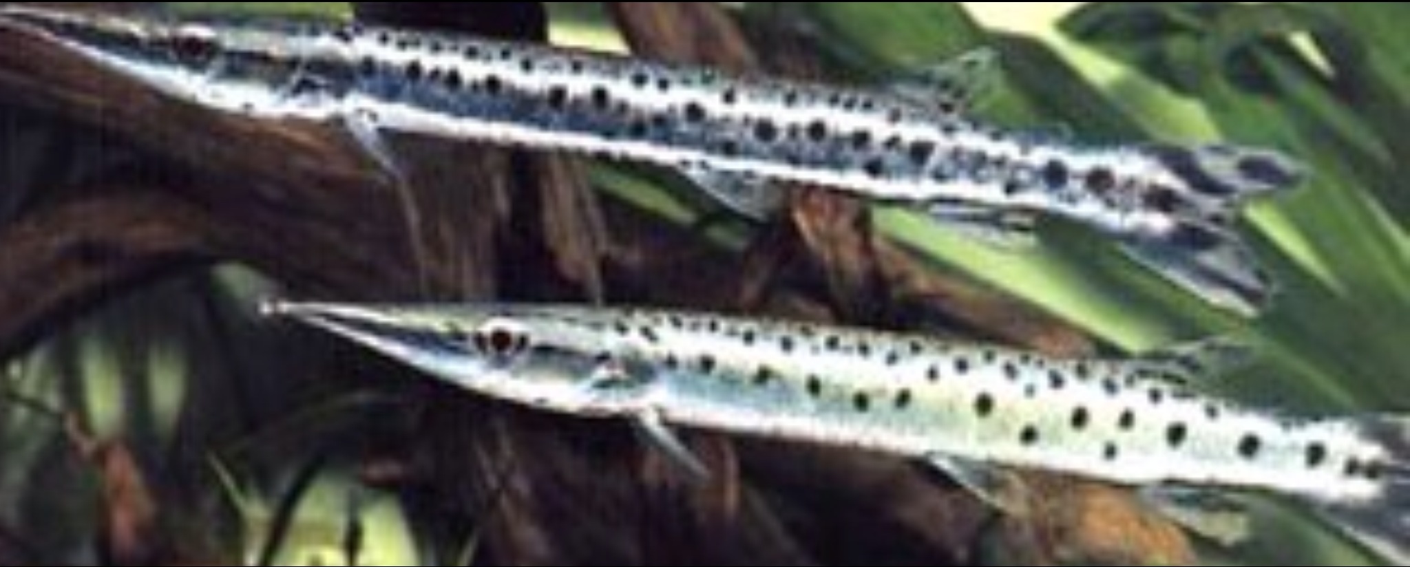 斑櫛鱤 Boulengerella maculata