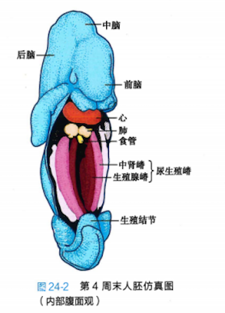 間性人