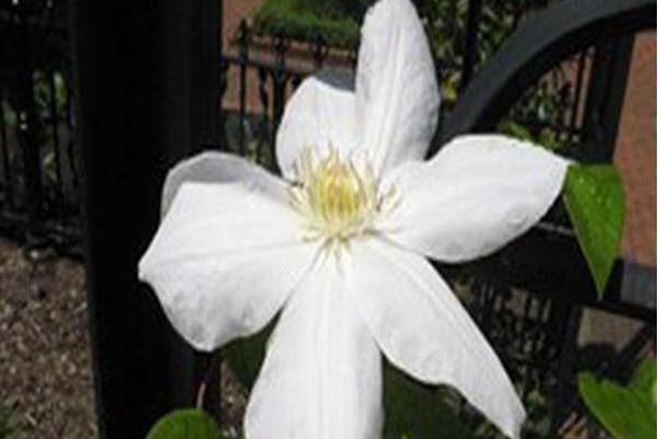 Clematis \x27Candida\x27