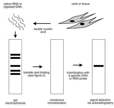 Northern blotting