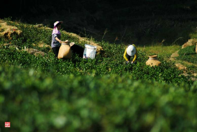 收穫的季節--采高山茶