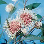 Hakea laurina，哈克氏木屬的一種。