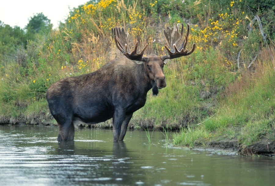 Elk