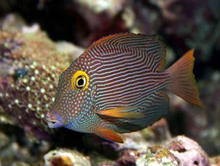 扁體櫛齒刺尾魚(橙眼吊魚)