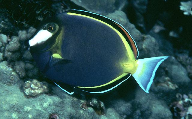 七彩吊魚