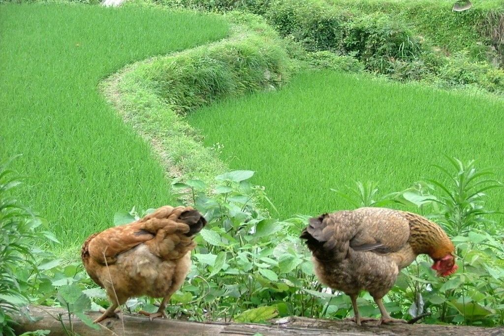 兵團天山雞