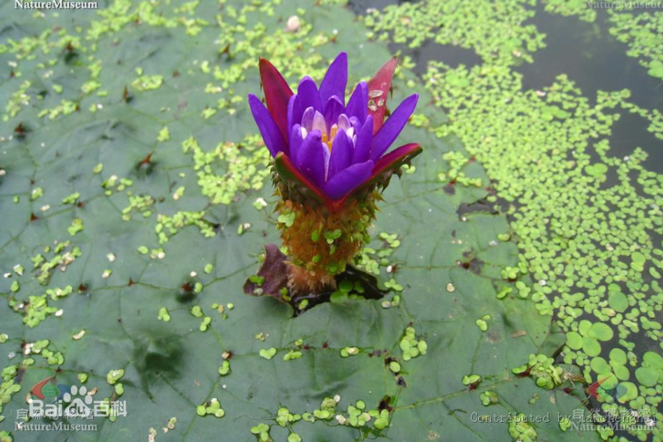 芡(睡蓮科芡屬植物)