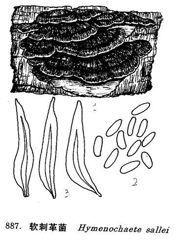 軟刺革菌