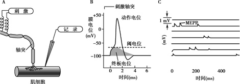 小終板電位