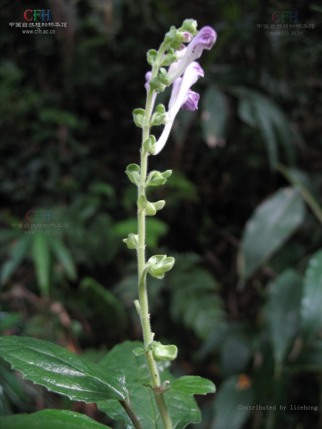 三脈鈍葉黃芩